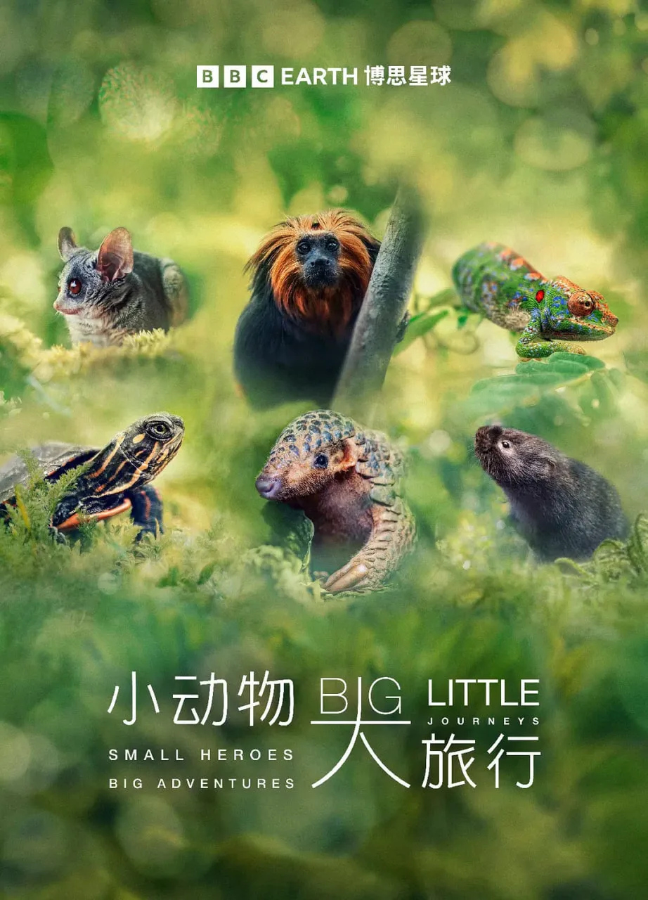 小动物 大旅行 第一季海报